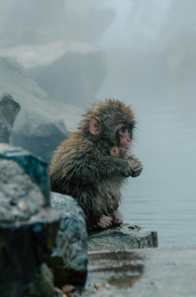 tattoo friendly ryokan by area with private onsen 