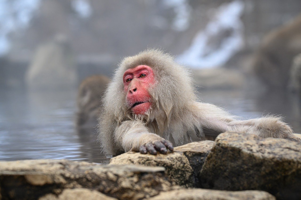 monkey in onsen japan